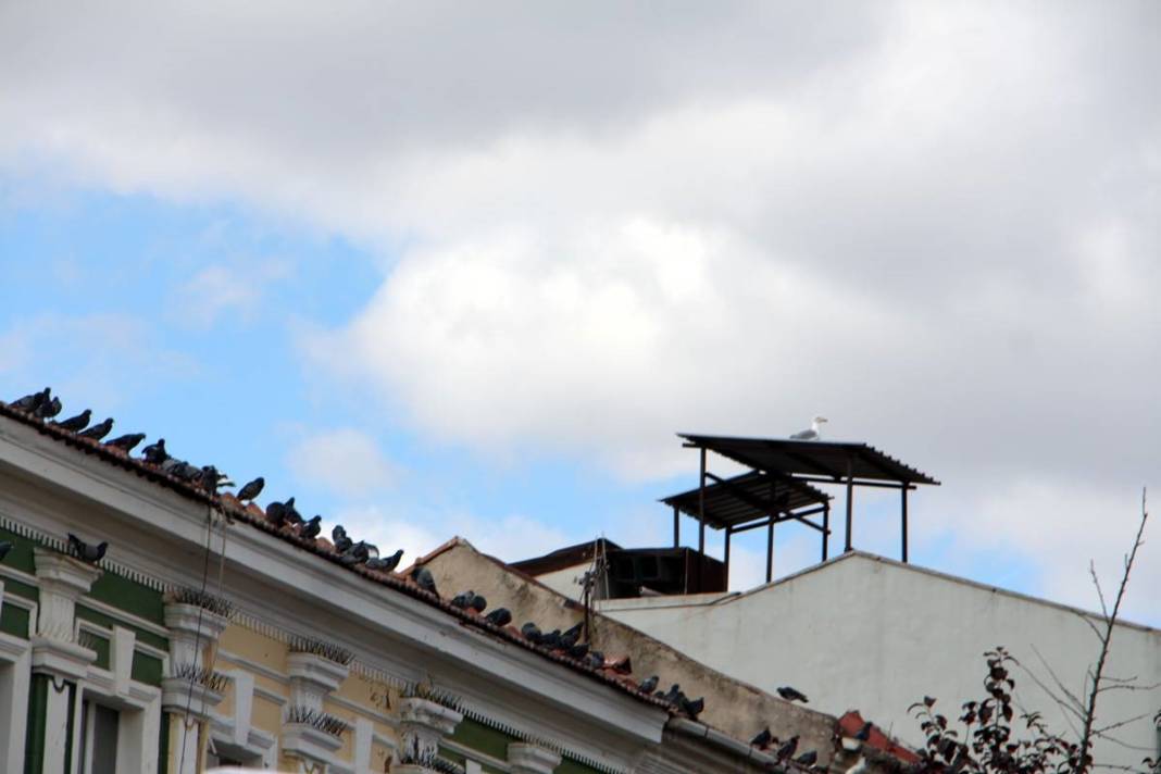 'Katil martı' paniği: Güvercinleri kurabiye gibi yiyorlar! 1